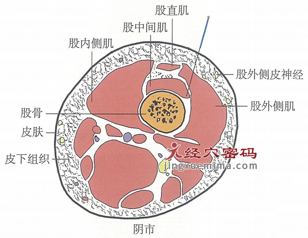 阴市的位置解剖图（图解）