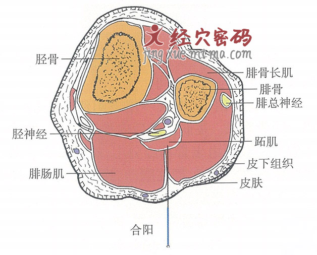 合阳的位置解剖图（图解）