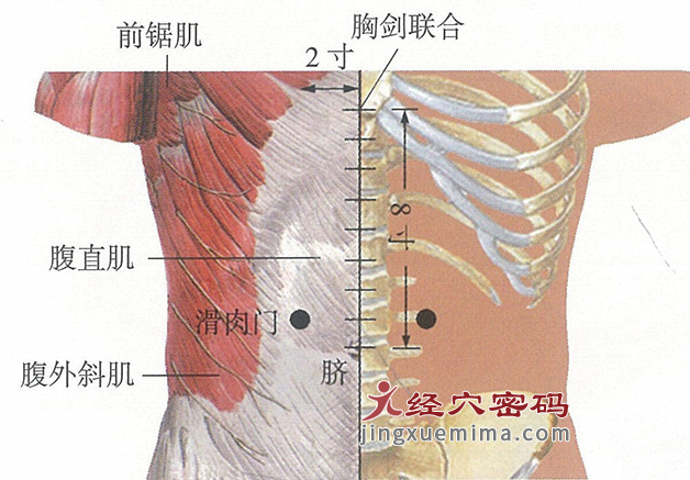 滑肉门穴位位置图及针灸穴位图解