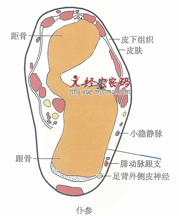 仆参穴位位置图及针灸穴位图解