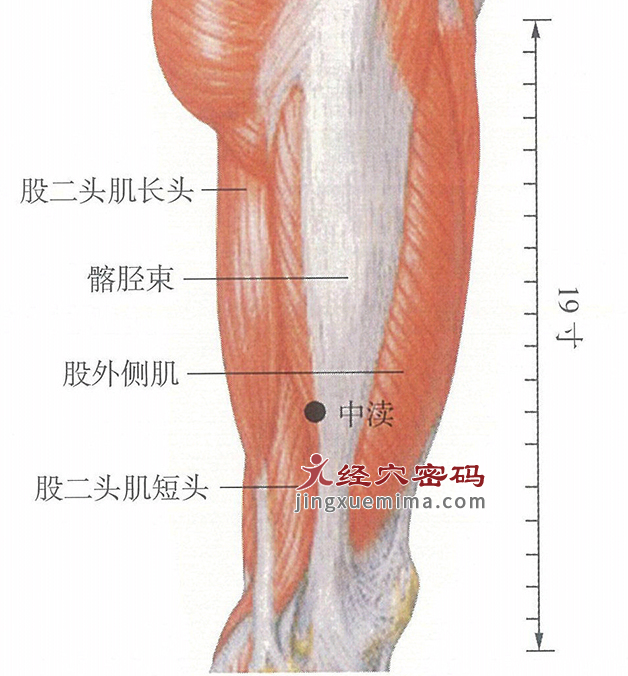 中渎穴位位置图及针灸穴位图解