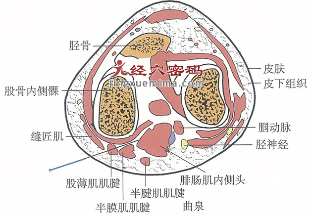 曲泉的位置解剖图（图解）