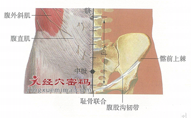 中极穴位位置图及针灸穴位图解