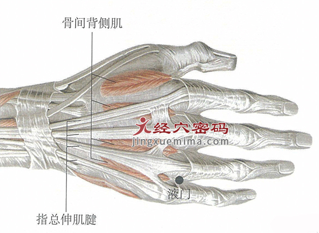 液门穴位位置图及针灸穴位图解