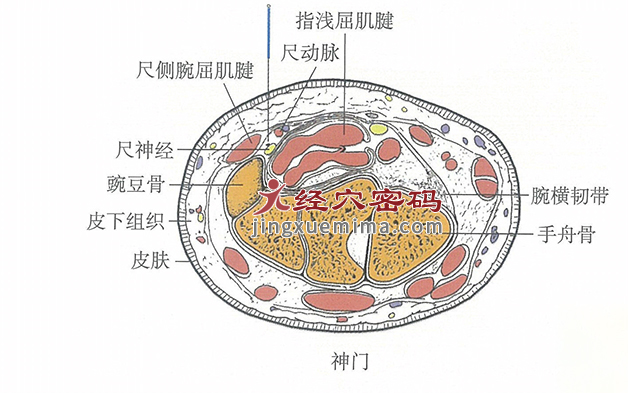 神门的位置解剖图（图解）