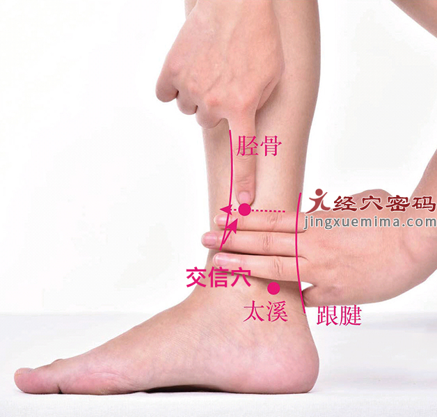 交信穴的准确位置图及快速取穴图解（标准定位方法）