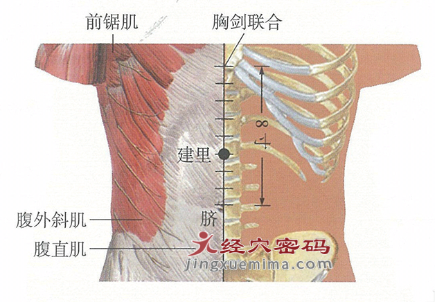 建里穴位位置图及针灸穴位图解