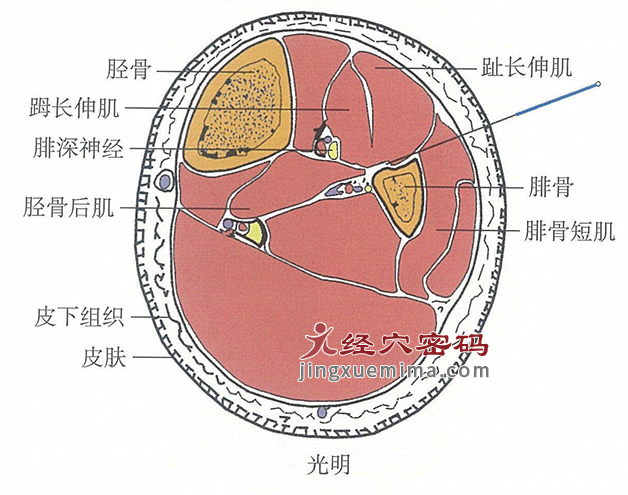 光明的位置解剖图（图解）
