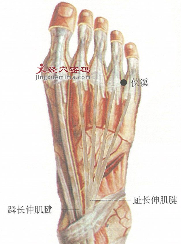 侠溪穴位位置图及针灸穴位图解