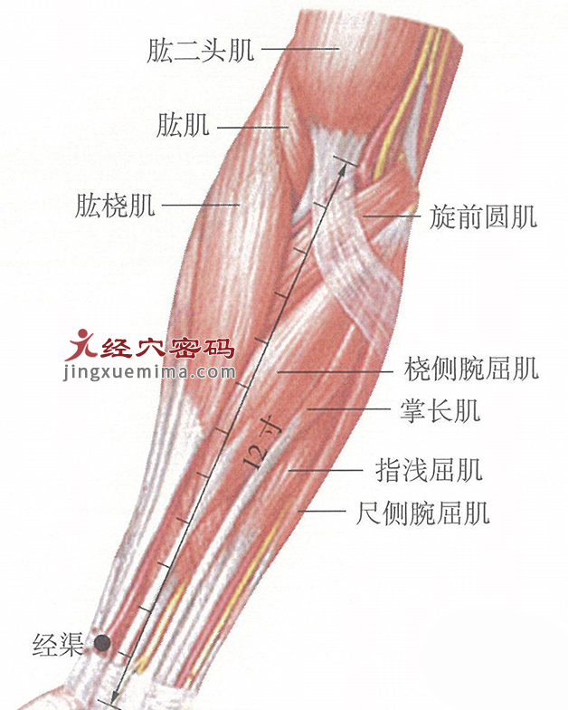 经渠穴位位置图及针灸穴位图解