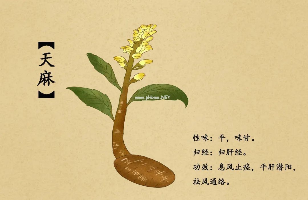 这款“神仙草”治好了曹操的头疼病
