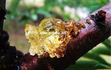 药食兼备的桃胶