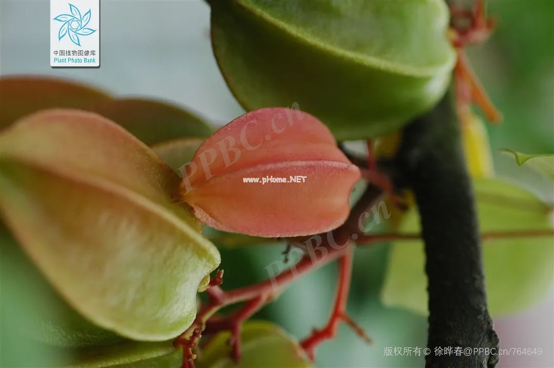 杨桃：清甜多汁的星星果，这种人千万不能吃！