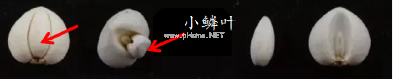 贝母家族兄弟多，长房“川贝”如何认？