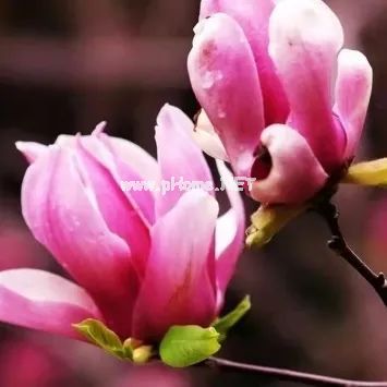 春天里的这朵花，治鼻炎有奇效