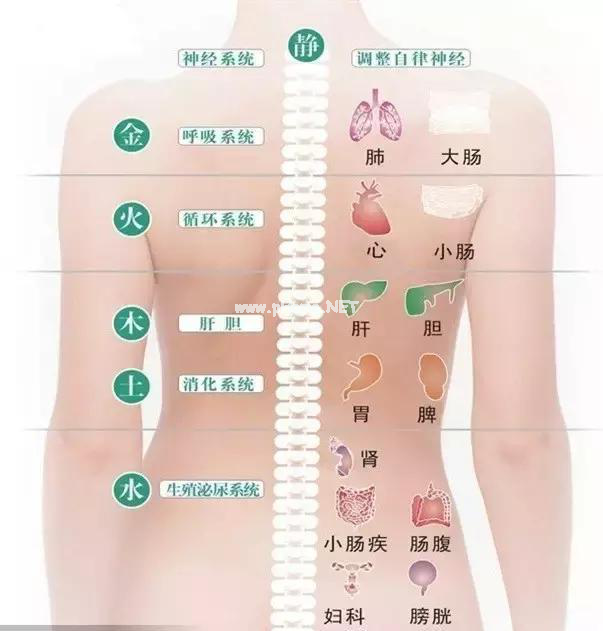 人体五大反射区，有图备查