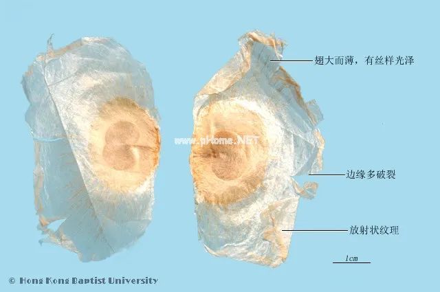 这些好听的中药，你认识几个？