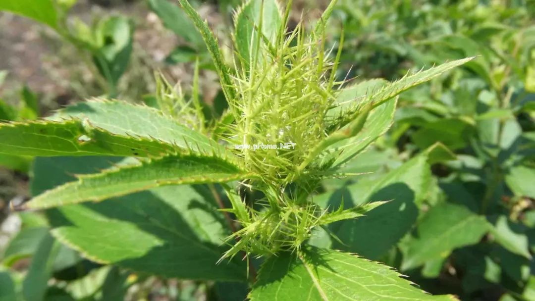 古人防疫消毒常用的一味药！推荐一看