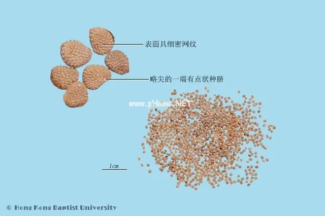 这些好听的中药，你认识几个？