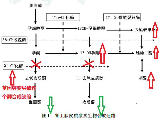 5岁男童从小长得快，检查骨龄已经13岁！
