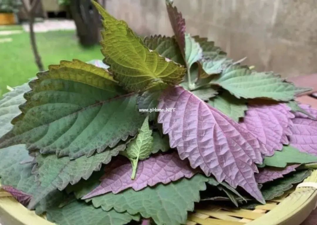 梦华录里宋朝人最爱的「紫苏饮子」，究竟是何物？