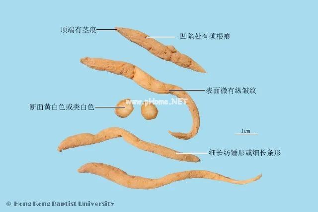 闲话太子参的前世今生