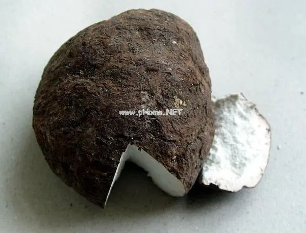 千年松根有伏灵——茯苓的秘密