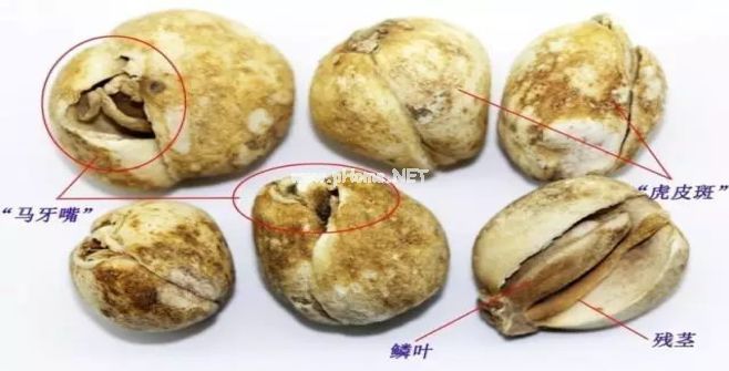 贝母家族兄弟多，长房“川贝”如何认？