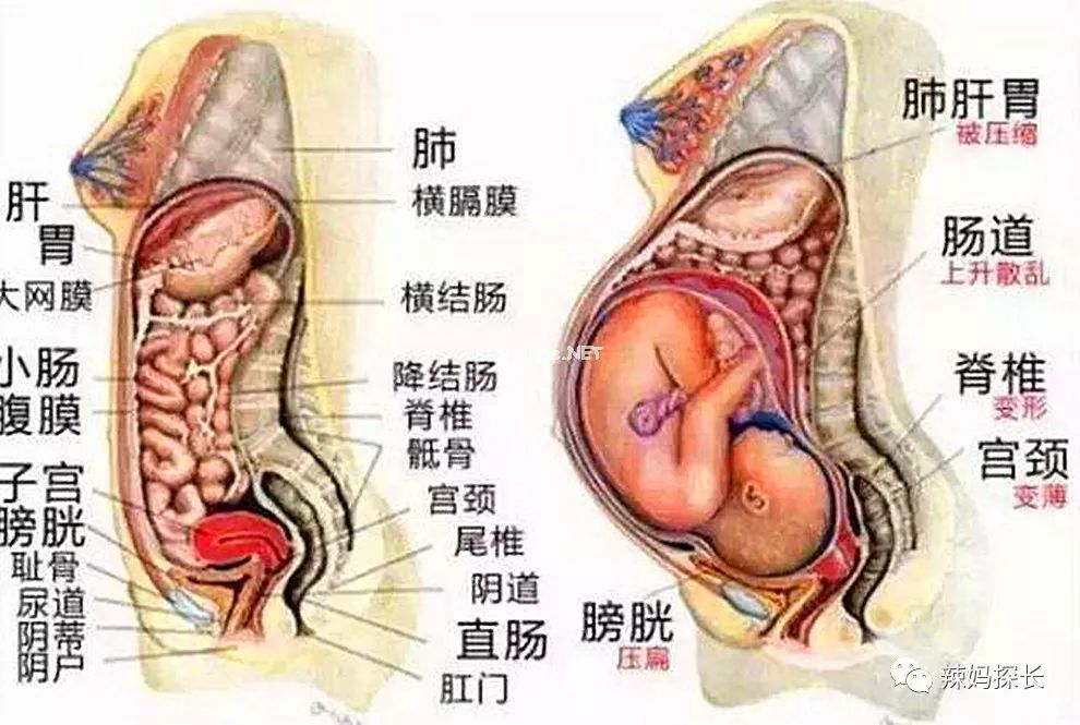 产后的2小时，产妇体内会发生啥变化？看完3D图，心疼女性