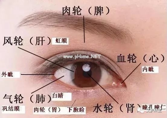 一个小果子，补益肝肾，明目亮眼，可让您顾盼生辉~