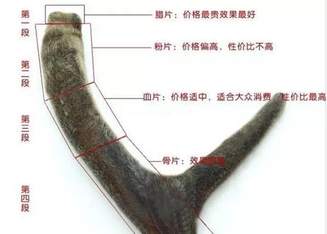 火眼金睛识鹿茸