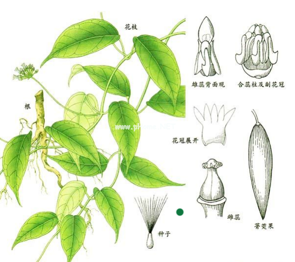 这些好听的中药，你认识几个？