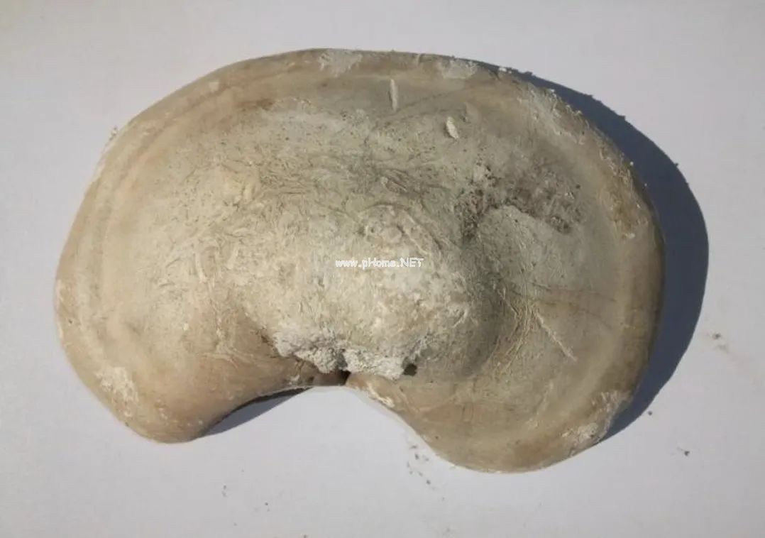 看完这个药，人参都不香了