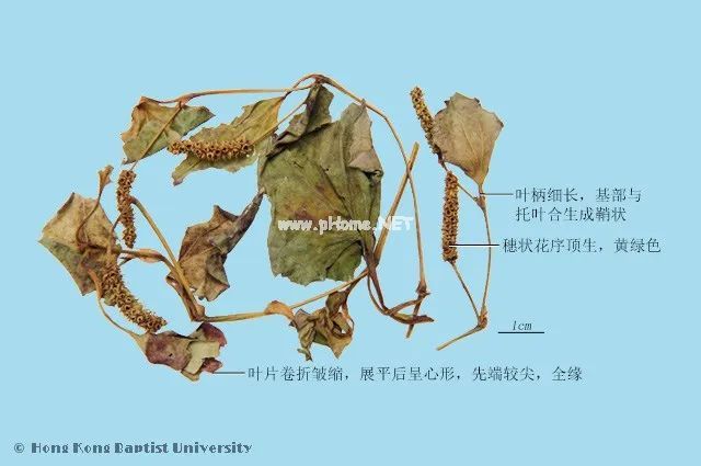 这个中药有“味道”，经常吃它，杀菌、抗病毒、还能增强免疫力