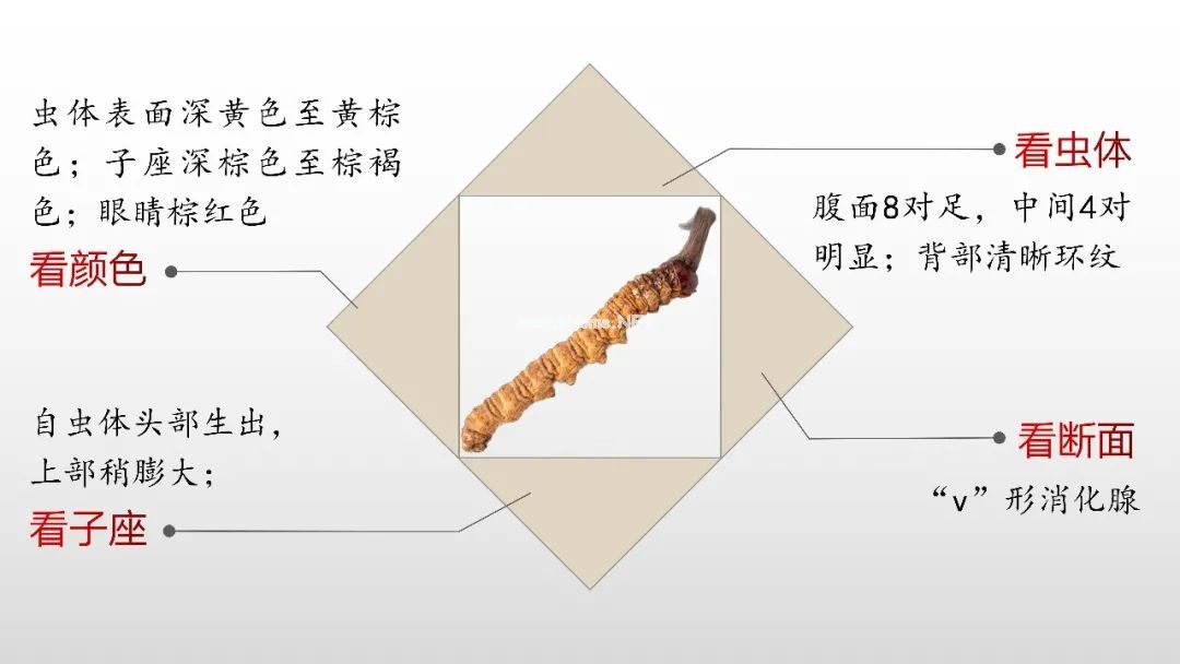 号称“软黄金”的冬虫夏草，还拥有着不可复制的神话吗？