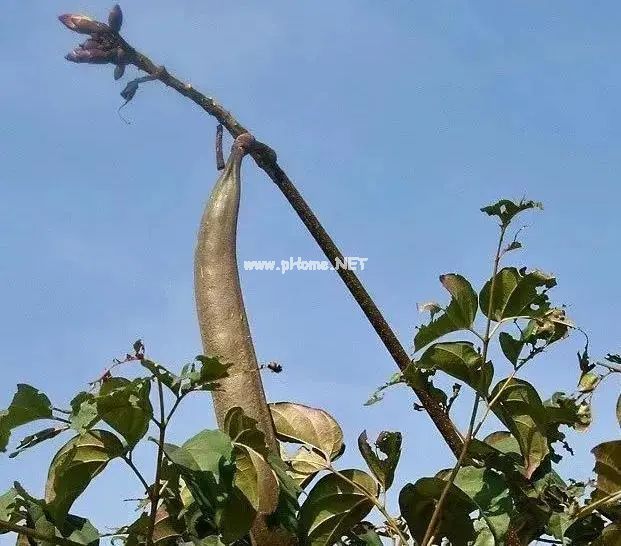 它轻薄似纸美若蝴蝶，却是咳嗽、咽喉失音者的福星