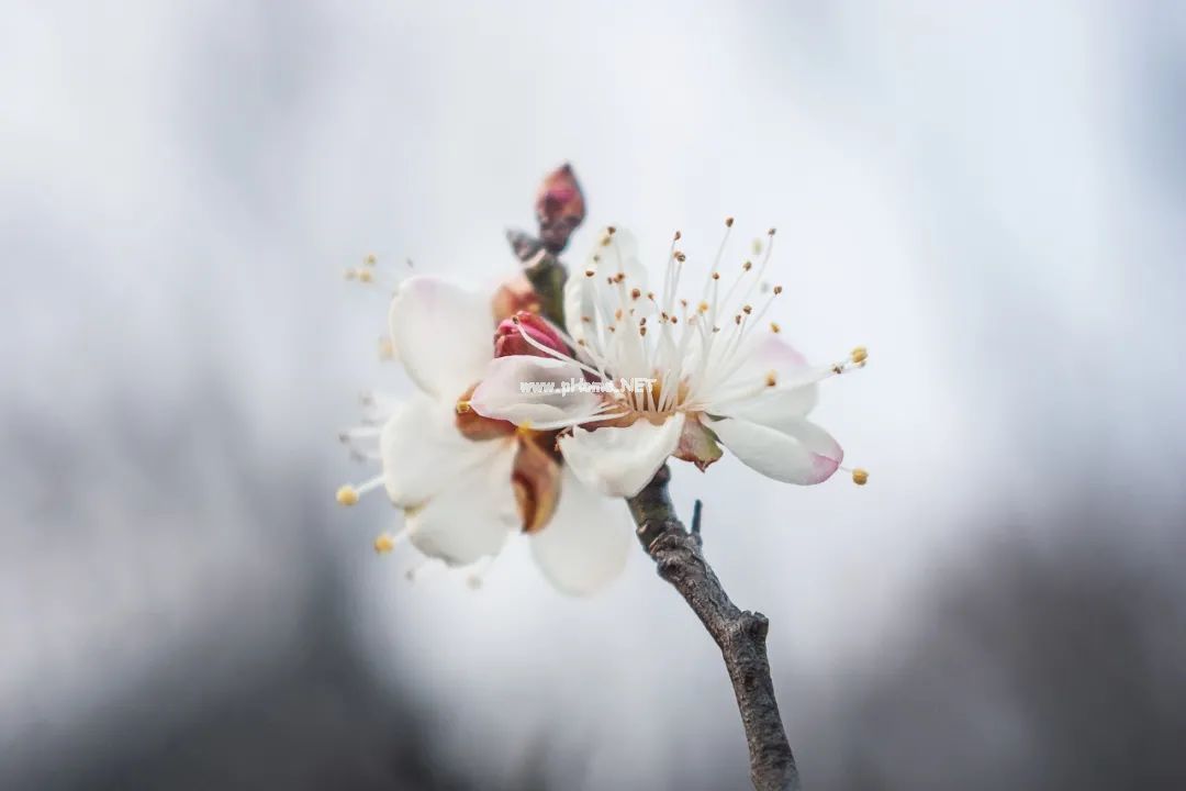 梅花不仅可以观赏，还可以美容、泡茶、煮粥、入药……