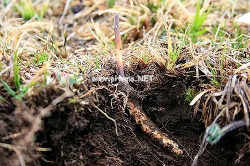 号称“软黄金”的冬虫夏草，还拥有着不可复制的神话吗？