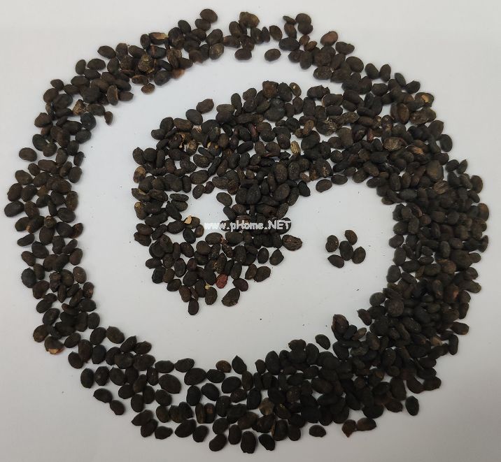 中药破故纸究竟是啥？