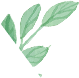 金秋话菊——泡茶中药菊花，你会选吗?