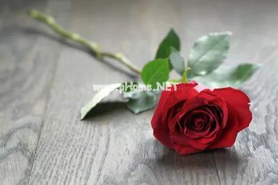 中药情书，美哭了（我看懂了）