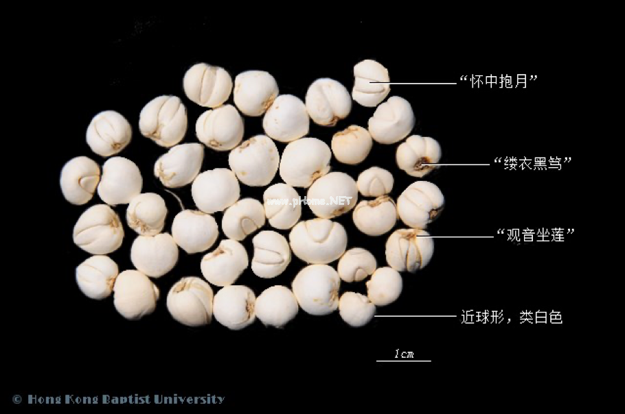 常见中药传统鉴别术语（一）