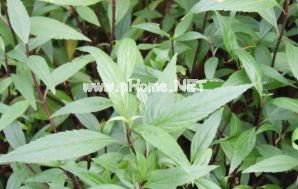端午时节话佳药：佩兰