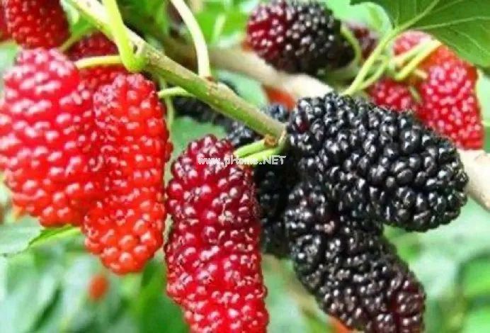 从《诗经》里走出来的中药——桑