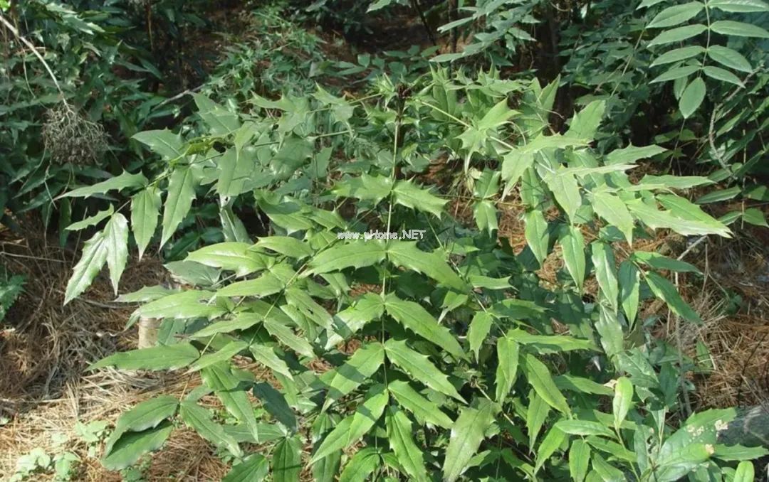 一个霸气的中药：十大功劳