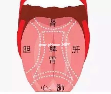 舌头一旦出现这个信号:重视一下。 舌头一旦出现这个信号:重视一下。