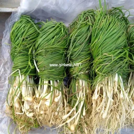 春天里的这个“野蒜”，最适合心血管不好的人吃！