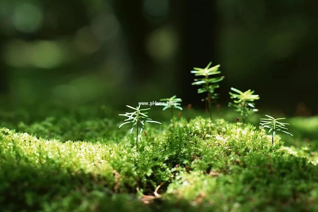 一碗“经典回血汤”，补足我们的气血！