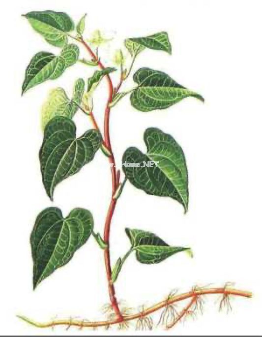 盘中脆嫩鱼腥草，早露田坎折耳根