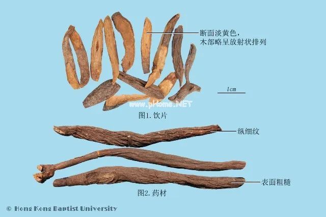 它被李时珍誉为止血“明珠”，对烧烫伤有奇效